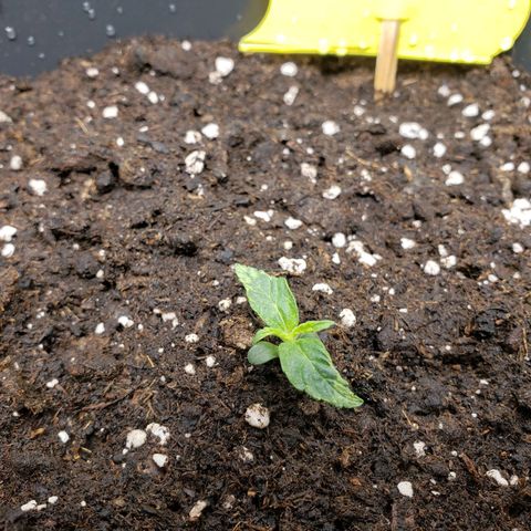 Powerplant #1 growlog timeline photo