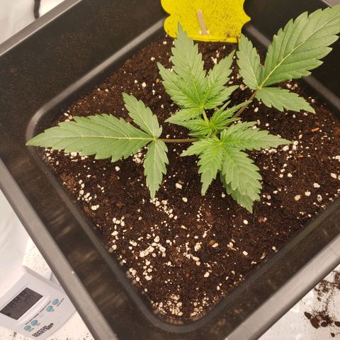 Tropical Zmoothie Seedstockers growlog timeline photo