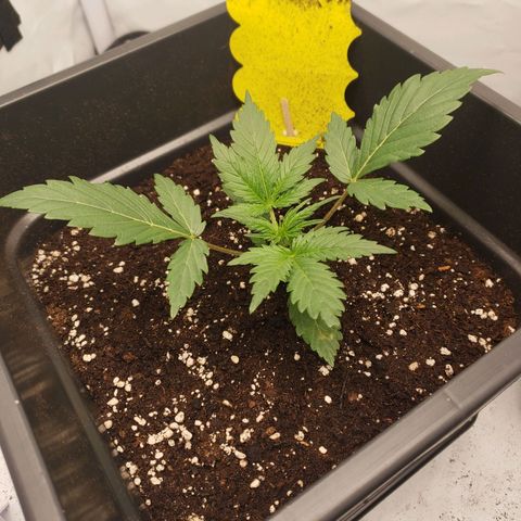 Tropical Zmoothie Seedstockers growlog timeline photo