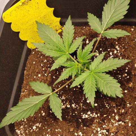 Tropical Zmoothie Seedstockers growlog timeline photo