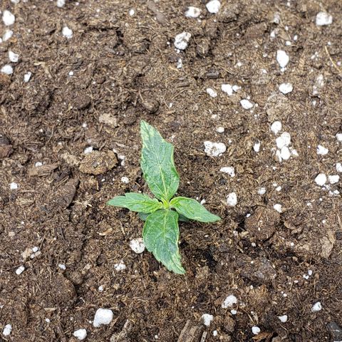Powerplant #1 growlog timeline photo