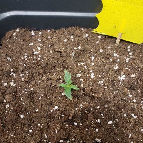 Powerplant #1 growlog timeline photo