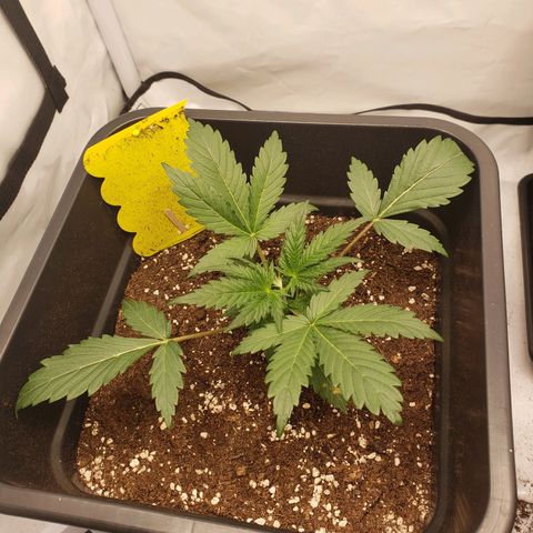 Tropical Zmoothie Seedstockers growlog timeline photo