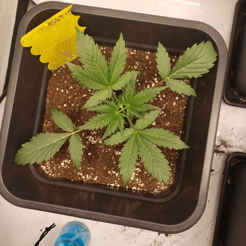 Tropical Zmoothie Seedstockers growlog timeline photo