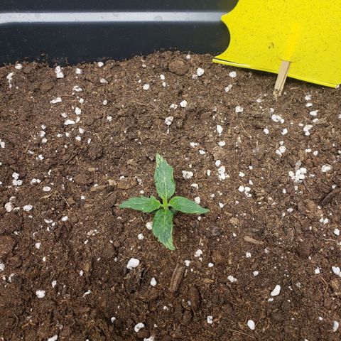 Powerplant #1 growlog timeline photo