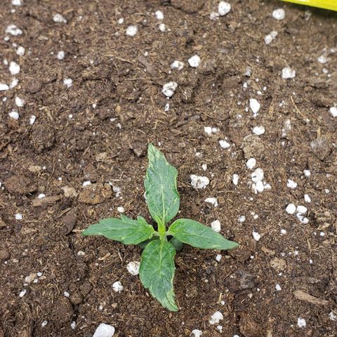 Powerplant #1 growlog timeline photo