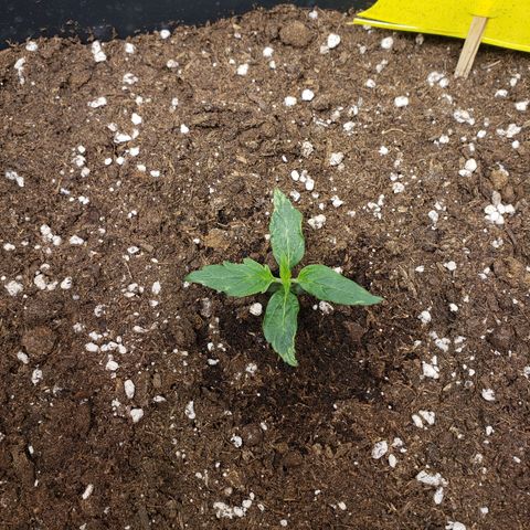 Powerplant #1 growlog timeline photo