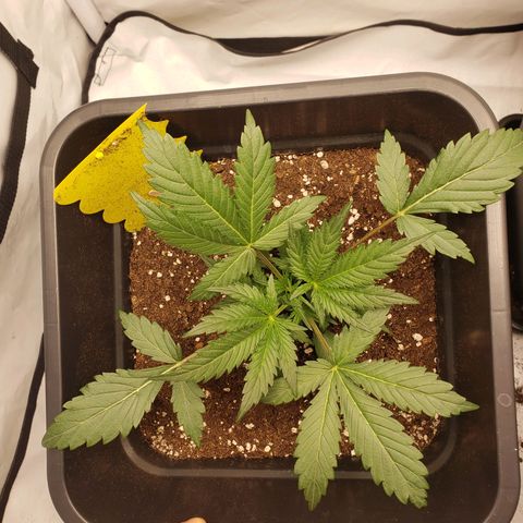 Tropical Zmoothie Seedstockers growlog timeline photo