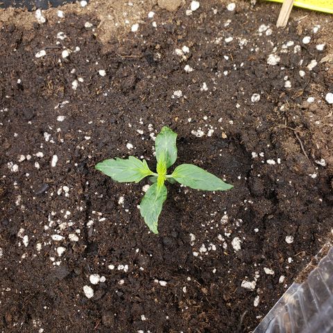 Powerplant #1 growlog timeline photo