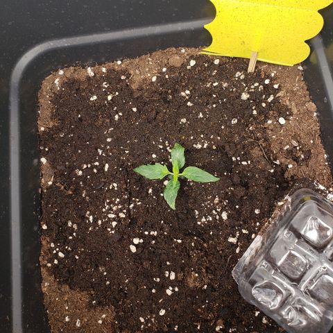 Powerplant #1 growlog timeline photo