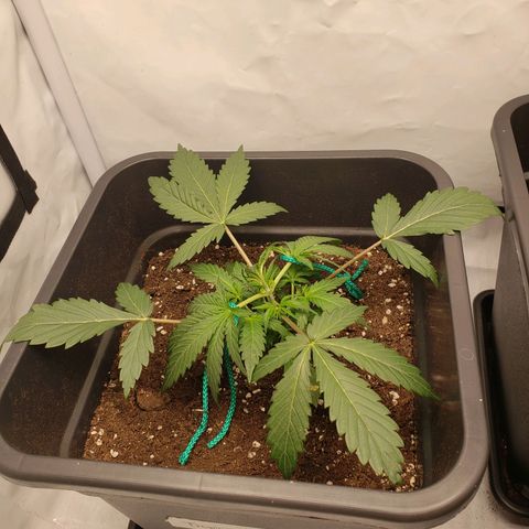Tropical Zmoothie Seedstockers growlog photo: LST