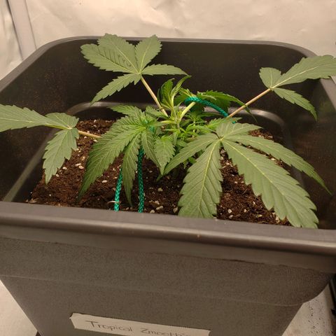 Tropical Zmoothie Seedstockers growlog photo: LST