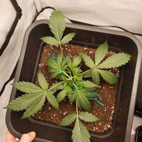 Tropical Zmoothie Seedstockers growlog photo: LST