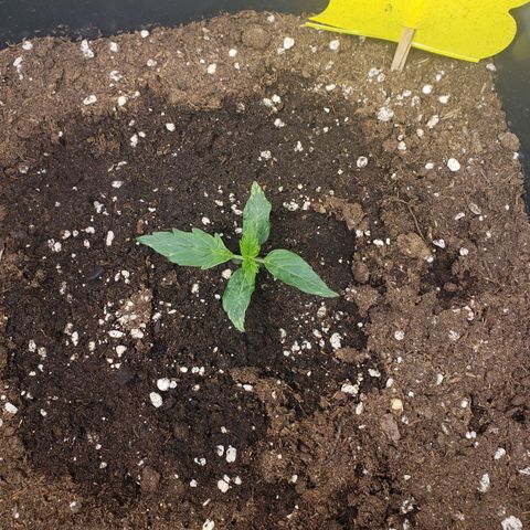 Powerplant #1 growlog timeline photo