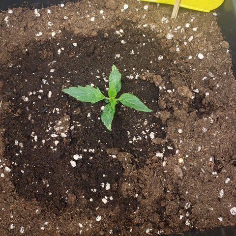 Powerplant #1 growlog timeline photo