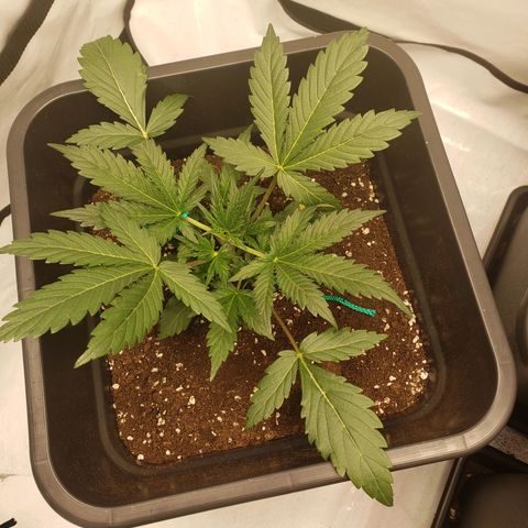 Tropical Zmoothie Seedstockers growlog timeline photo