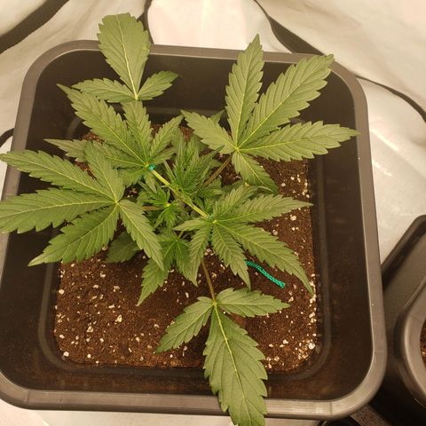 Tropical Zmoothie Seedstockers growlog timeline photo