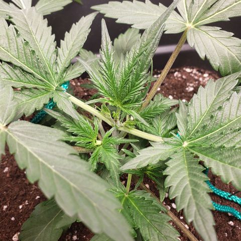 Tropical Zmoothie Seedstockers growlog timeline photo