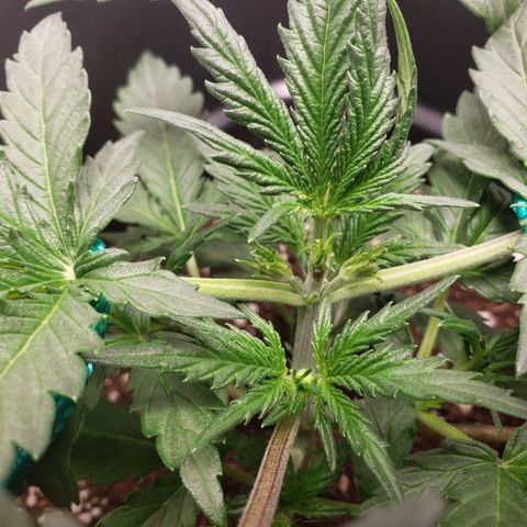 Tropical Zmoothie Seedstockers growlog timeline photo