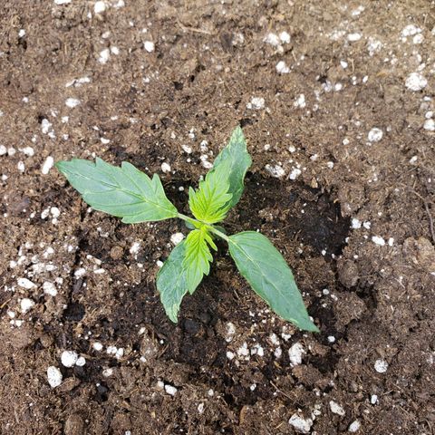 Powerplant #1 growlog timeline photo