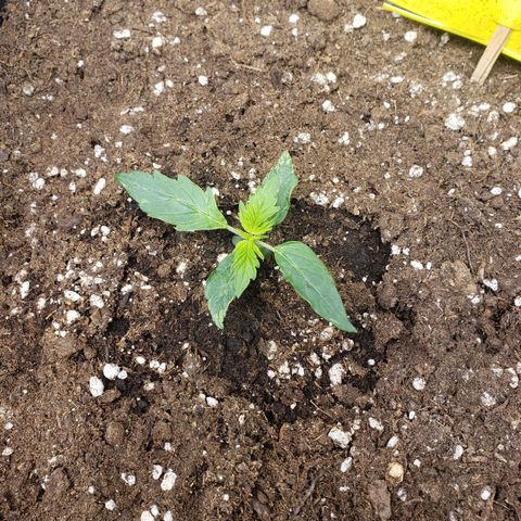 Powerplant #1 growlog timeline photo
