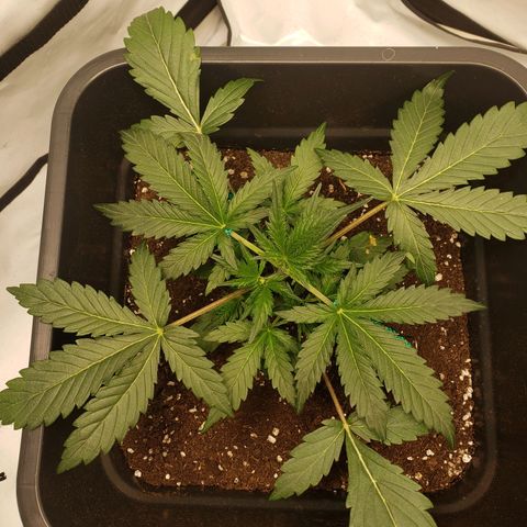 Tropical Zmoothie Seedstockers growlog timeline photo