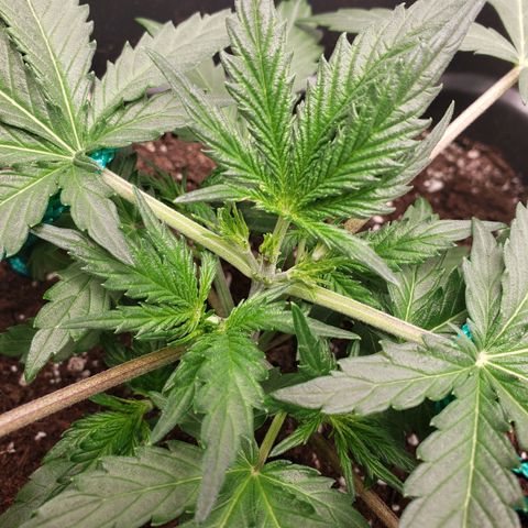 Tropical Zmoothie Seedstockers growlog timeline photo