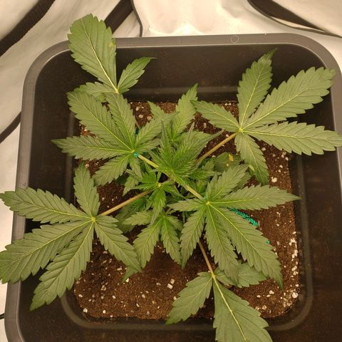 Tropical Zmoothie Seedstockers growlog timeline photo