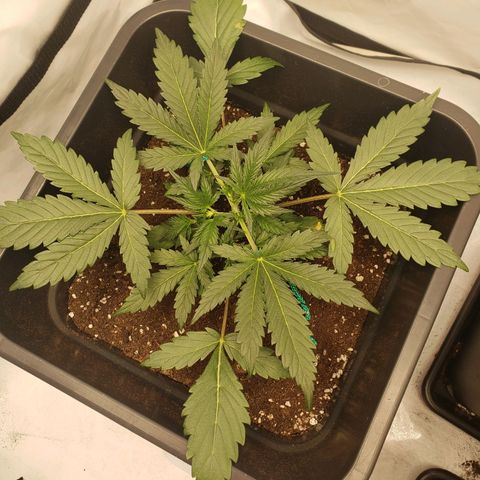 Tropical Zmoothie Seedstockers growlog timeline photo