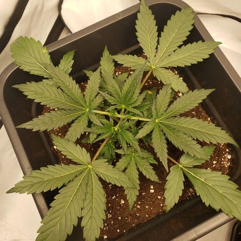 Tropical Zmoothie Seedstockers growlog timeline photo