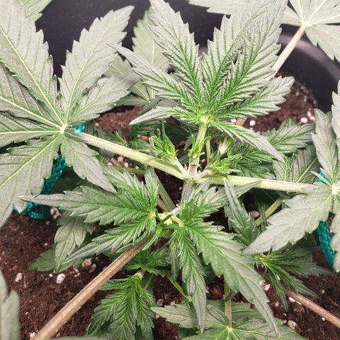 Tropical Zmoothie Seedstockers growlog timeline photo