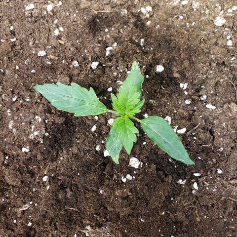 Powerplant #1 growlog timeline photo