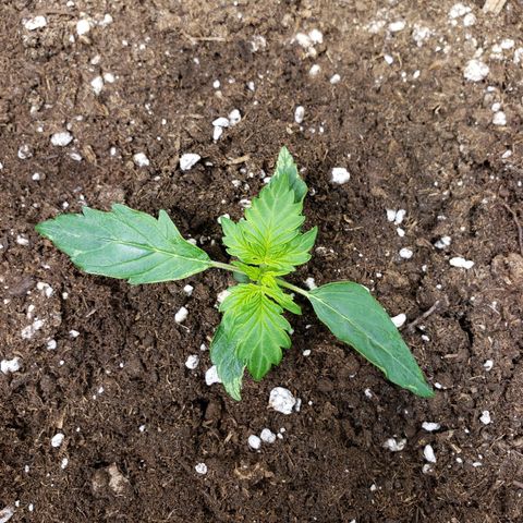 Powerplant #1 growlog timeline photo