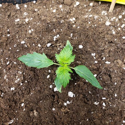 Powerplant #1 growlog timeline photo