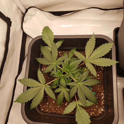 Tropical Zmoothie Seedstockers growlog timeline photo