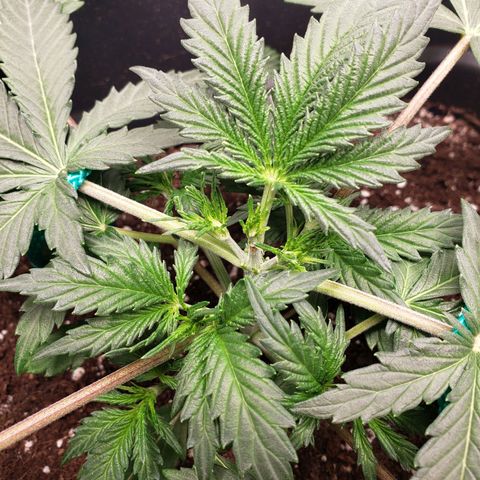 Tropical Zmoothie Seedstockers growlog timeline photo