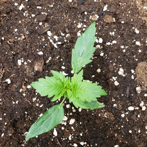 Powerplant #1 growlog timeline photo