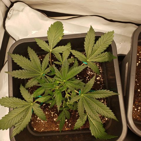 Tropical Zmoothie Seedstockers growlog timeline photo