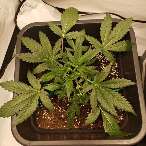 Tropical Zmoothie Seedstockers growlog timeline photo