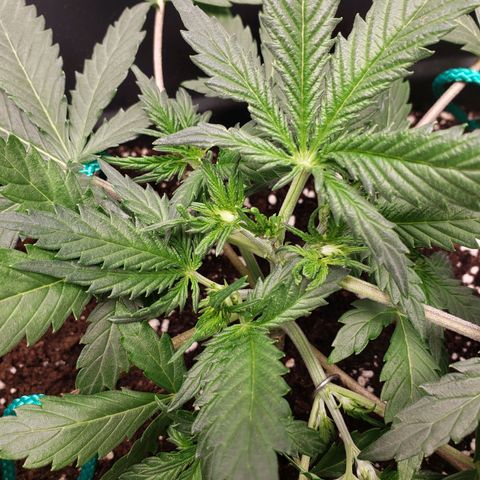 Tropical Zmoothie Seedstockers growlog timeline photo