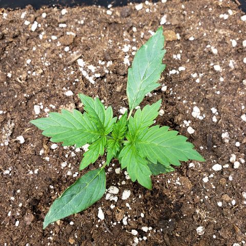 Powerplant #1 growlog timeline photo