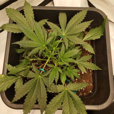 Tropical Zmoothie Seedstockers growlog timeline photo