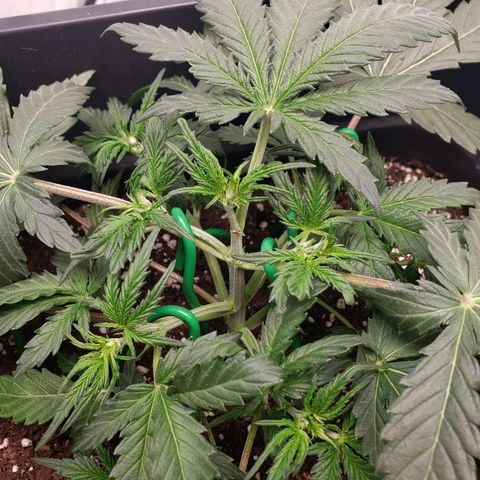 Tropical Zmoothie Seedstockers growlog timeline photo
