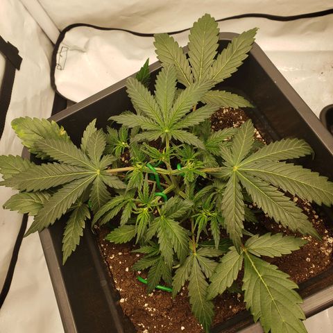 Tropical Zmoothie Seedstockers growlog timeline photo