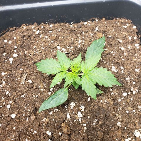 Powerplant #1 growlog timeline photo