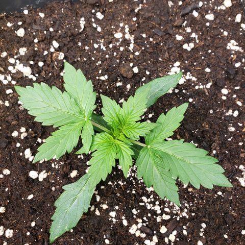 Powerplant #1 growlog timeline photo
