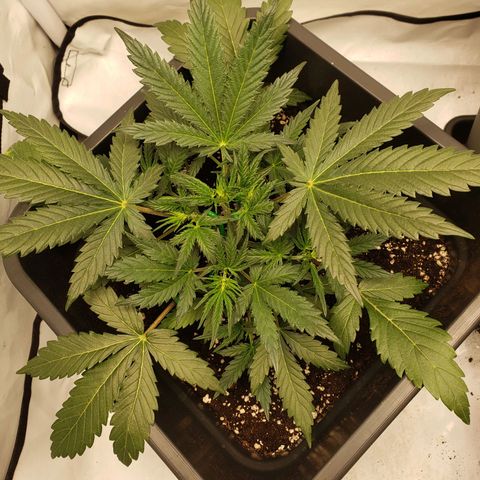 Tropical Zmoothie Seedstockers growlog timeline photo