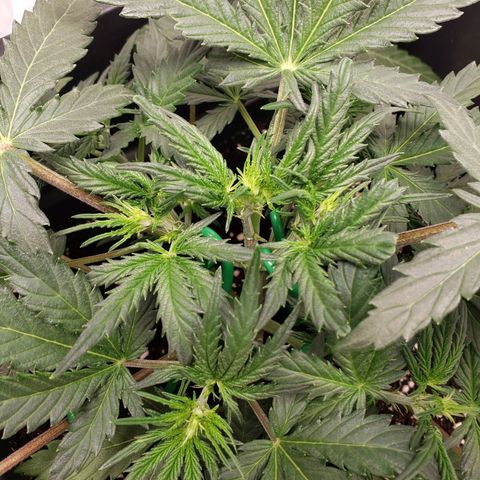 Tropical Zmoothie Seedstockers growlog timeline photo