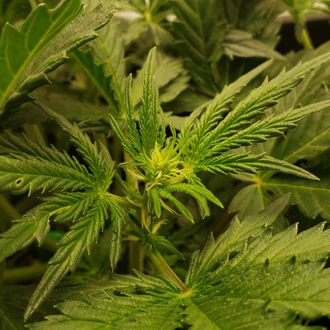 Tropical Zmoothie Seedstockers growlog timeline photo