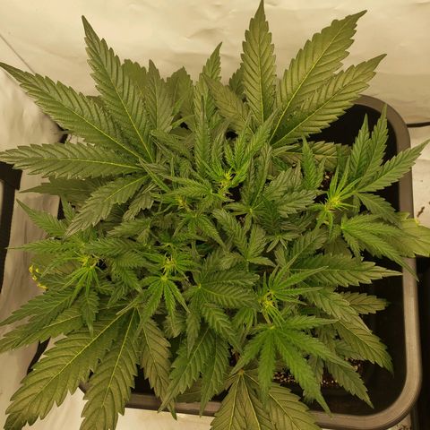 Tropical Zmoothie Seedstockers growlog timeline photo
